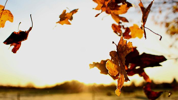 Umziehen in Zürich im Herbst